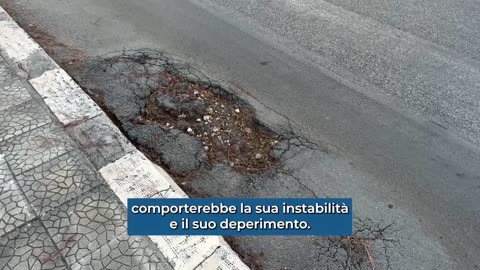 Bisceglie sostituirà gli alberi di pino con querce e jacaranda per evitare incidenti e allergie