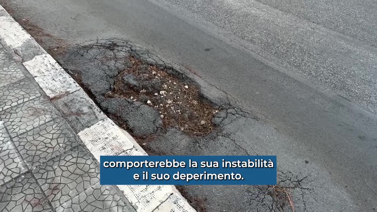 Bisceglie sostituirĂ gli alberi di pino con querce e jacaranda per evitare incidenti e allergie
