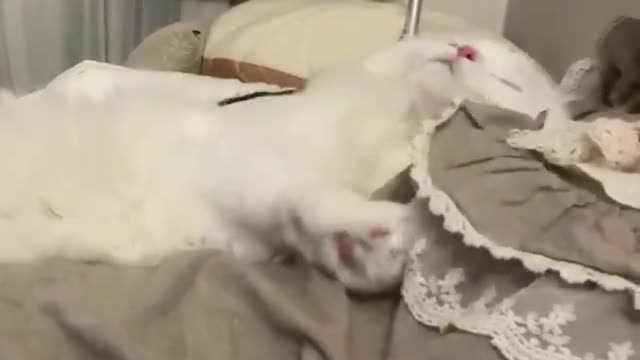 Spoiled and Lazy Cat