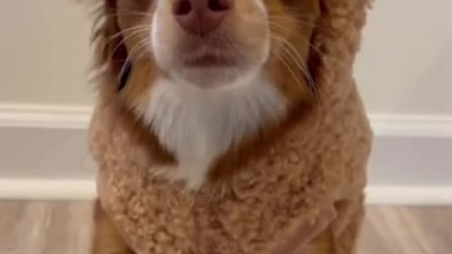 Dog in Teddy Bear Costume