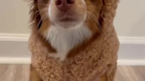 Dog in Teddy Bear Costume