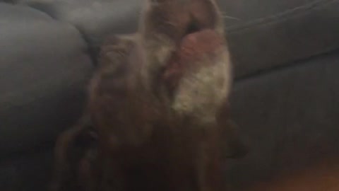 Brown dog barks then sneezes