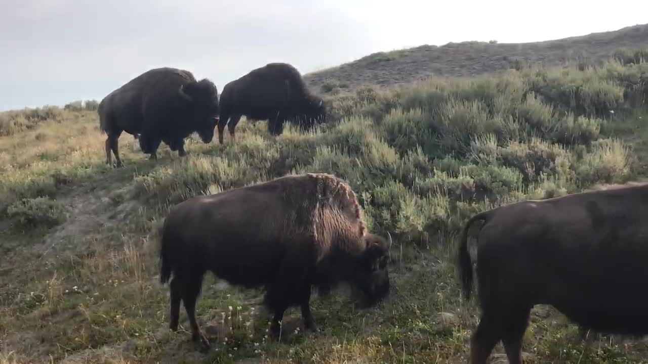 Bison Bison Bison