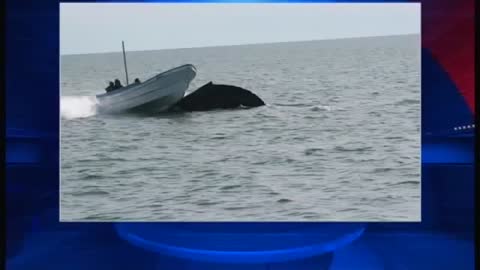 Whale Collides With Fishing Boat