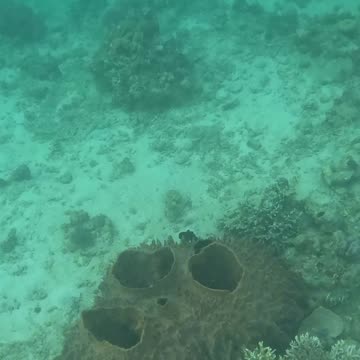 Snorkeling Adventures Philippines. Wow, Beautiful coral and bright blue fish