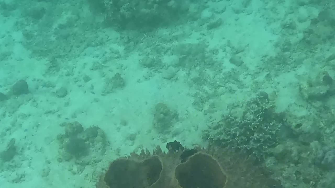 Snorkeling Adventures Philippines. Wow, Beautiful coral and bright blue fish