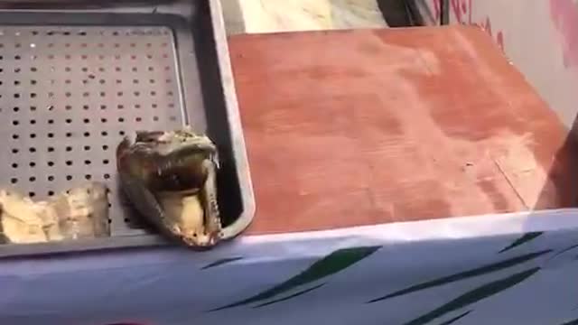 Crocodiles are used as food at roadside stalls