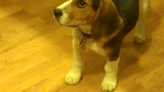 LITTLE ARCHER