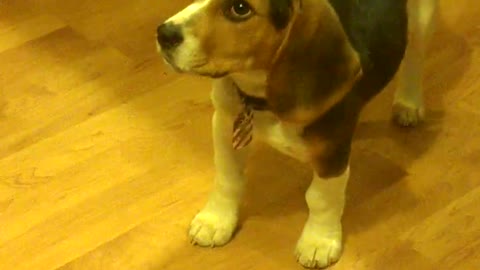 LITTLE ARCHER