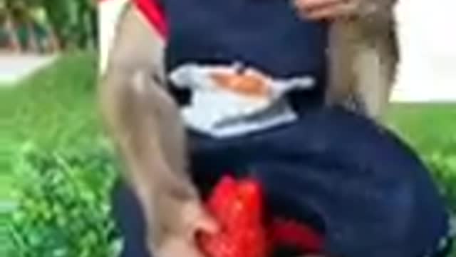 monkey_funny_videos__|_monkey_funny_videos_tik_tok_|_monkey_funny_videos_new_#shorts