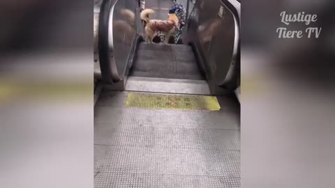 Super Cute cats and dogs impossible not to fall in love