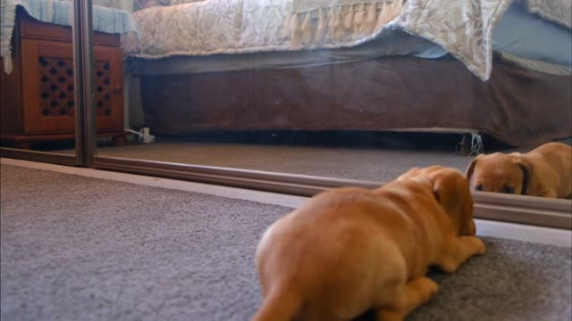 The Baby dog playing with self-image in mirror