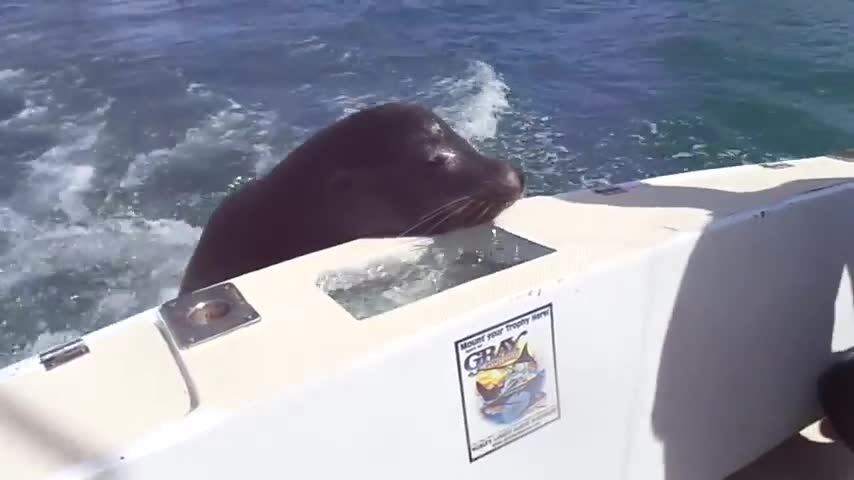 feeding the sea lions friendly