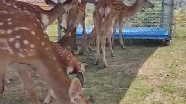 herd of sika deer