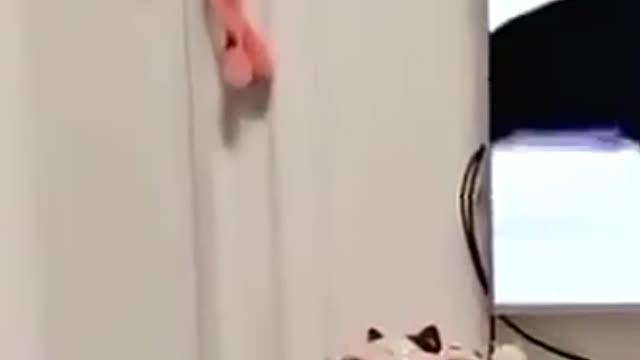 Cute and funny dog videos compilation