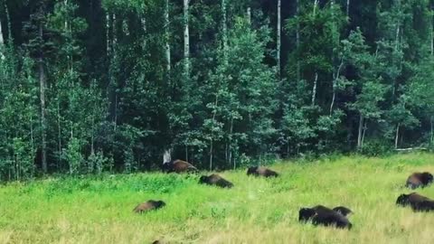 Bison Herd Relaxing on the Roadside