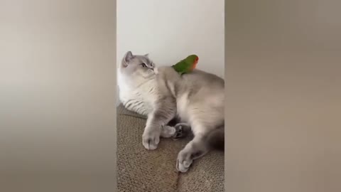 The cat that did something bad