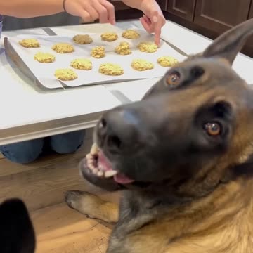 Dog Cookies #dog #doglife #smartdog