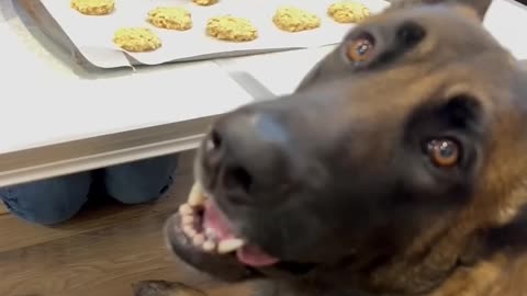 Dog Cookies #dog #doglife #smartdog