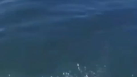 Best funny video rumble