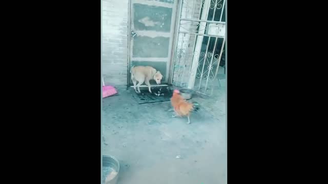 Roosters are brawlers