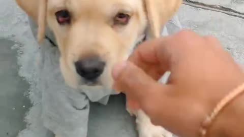 Labrador puppy training