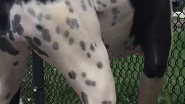 Puppies play and race and swim to the finish line!