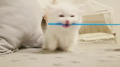 The most beautiful cat in the world.,,,, 🐈