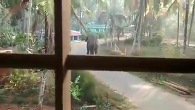 A angry elephant chasing a man in the residence