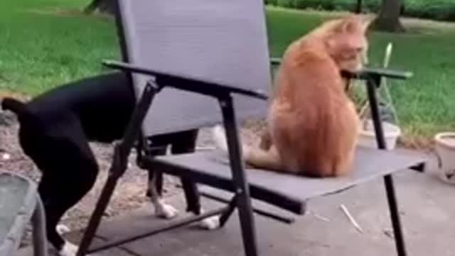 Dog pushes cat out of chair funny animals