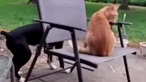 Dog pushes cat out of chair funny animals