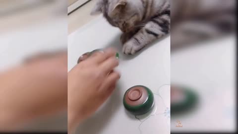 Cat pets playing with their owner funny video