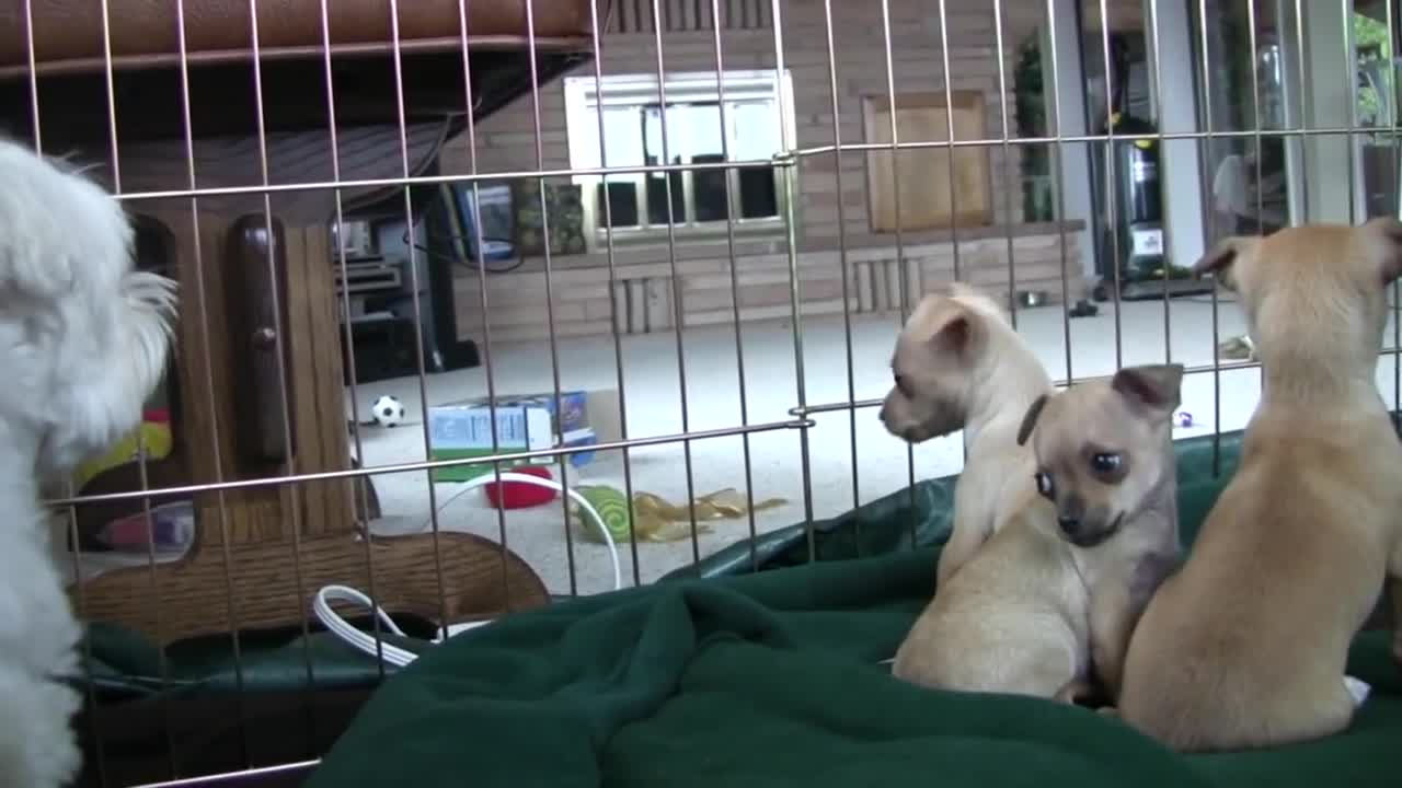 Chihuahua Puppies Startled by dogs Bark.