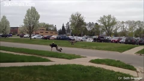 Funny Different Animals Chasing and Scaring People 2019