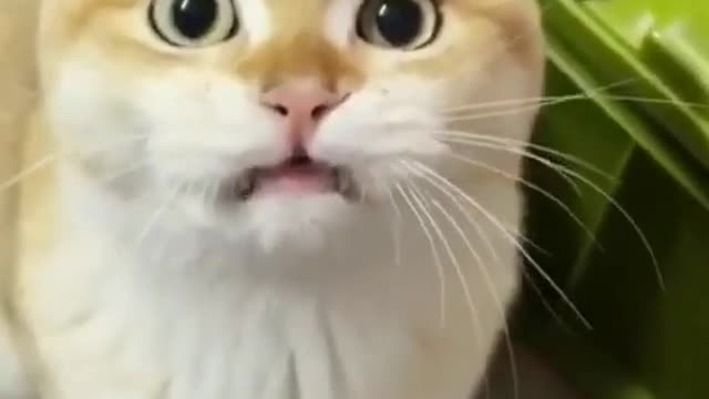 Funny cat