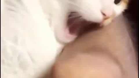 cats as the devil itself