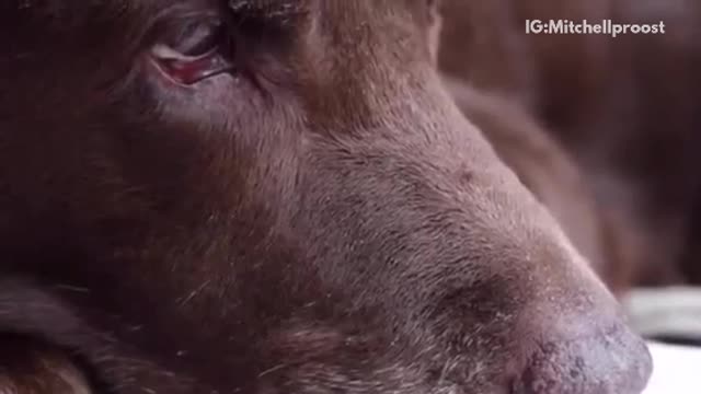 Close up of brown dog licking water laying down and licking its paw