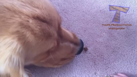Animals never fail to make us laugh - Super funny animals compilation