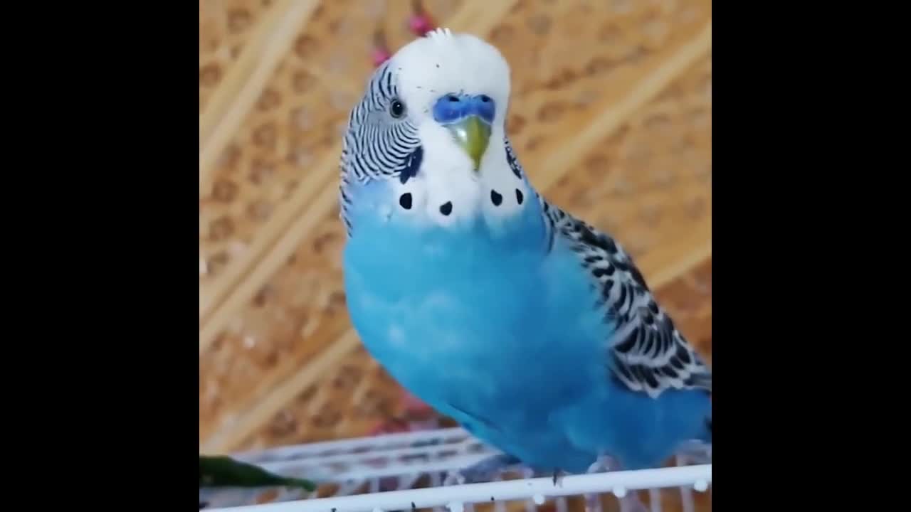 Funny parrots and bird compilations