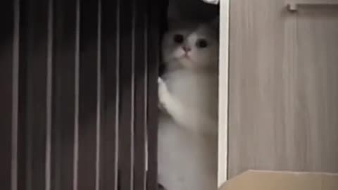 Cutest trying ever to escape 😍😹 | Cute cats videos | Adorable kittens