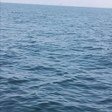 Humpback whale with the fluke out of the water