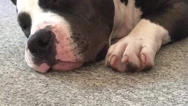 Bully dreaming and snoring