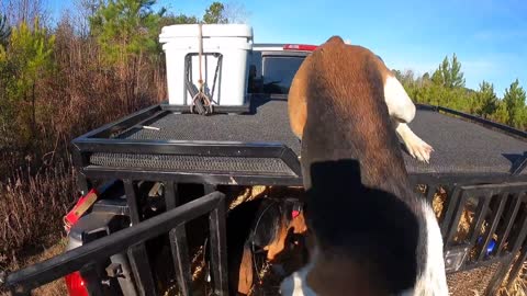 Deer Hunting w/ Dogs - Hounds Headed Towards The Road "LOOK OUT!"