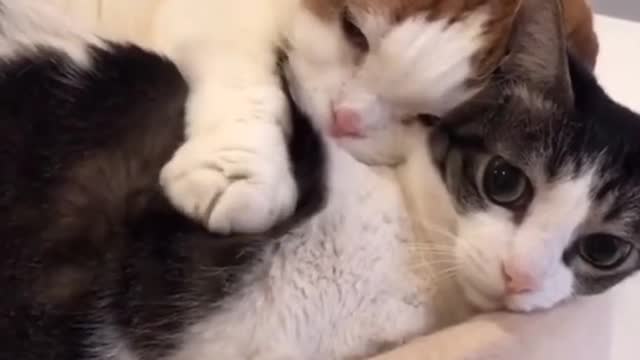 The song has made for them