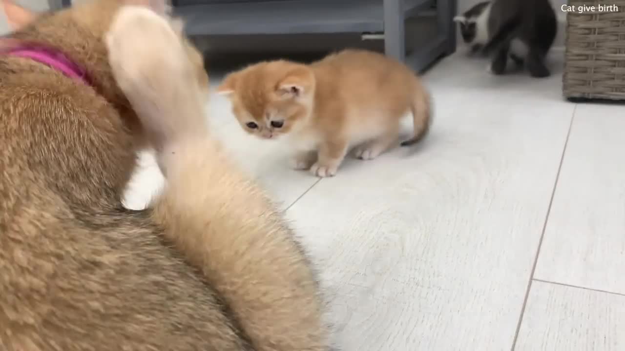 The mother cat calls the kittens to wash, but they want to hide from her