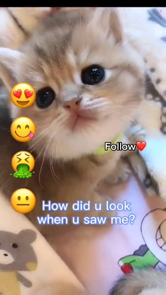 Funny And Cute Cat's Life 😺💜