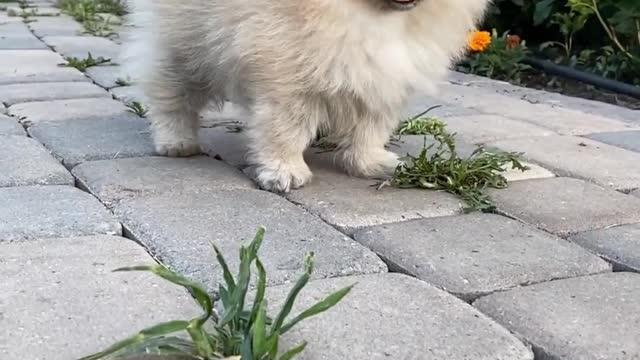 Very Cuty Dog has running & Playing in the Garden ll