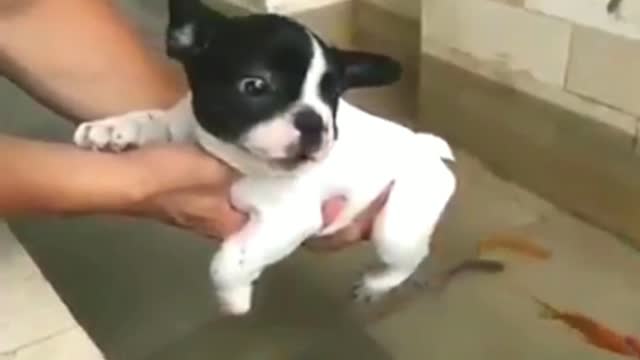 French Bulldog: Master, don’t take my ass to feed the fish.