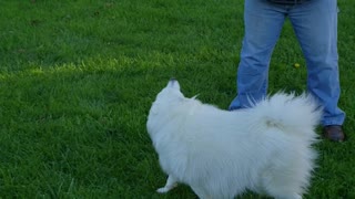 American Eskimo pranked