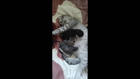 Thanks for the life, Newly adopted cat gives birth to kittens